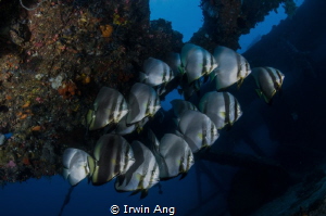 O R G A N I Z E
Orbicular batfish (Platax orbicularis)
... by Irwin Ang 